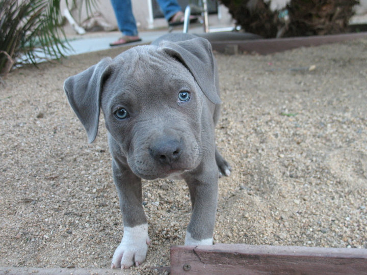american pitbull terrier blue nose for sale